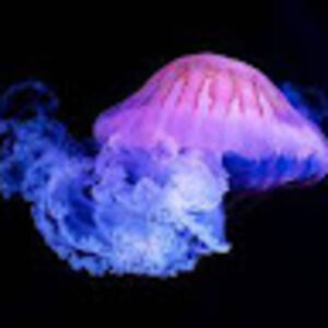 Meet your Posher, Daisy